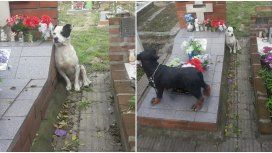 El más fiel: un perro no se despega de la tumba de su dueño en un cementerio de Boulogne El más fiel: un perro no se despega de la tumba de su dueño en un cementerio de Boulogne