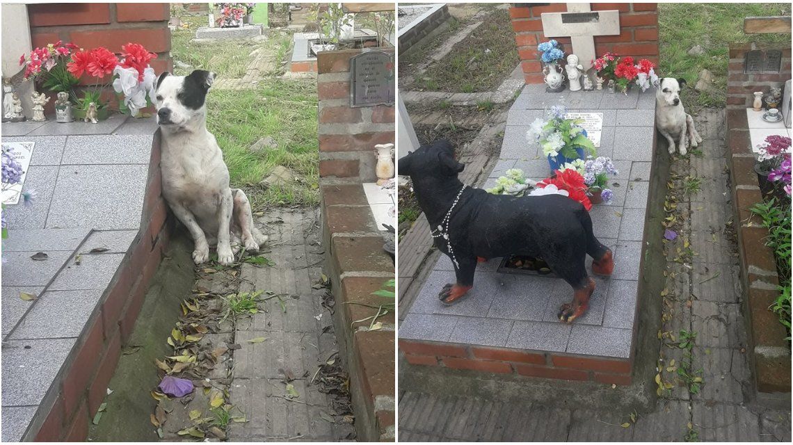 El más fiel: un perro no se despega de la tumba de su dueño en un cementerio de Boulogne