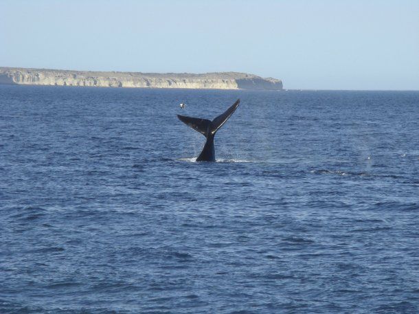 Empezaron a llegar las primeras ballenas a la Península Valdés