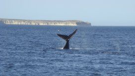 Empezaron a llegar las primeras ballenas a la Península Valdés Empezaron a llegar las primeras ballenas a la Península Valdés