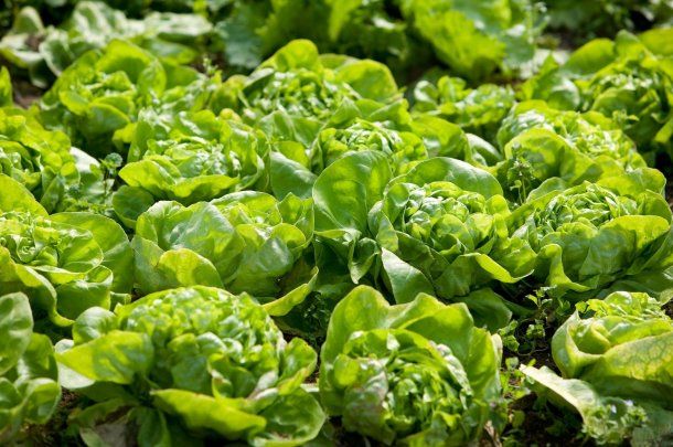 Se disparó el precio de la lechuga