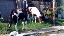 Roban caballos de la calle o campos en La Plata Roban caballos de la calle o campos en La Plata