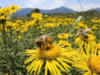 Día Mundial de las Abejas: ¿por qué son importantes para la humanidad? Día Mundial de las Abejas: ¿por qué son importantes para la humanidad?