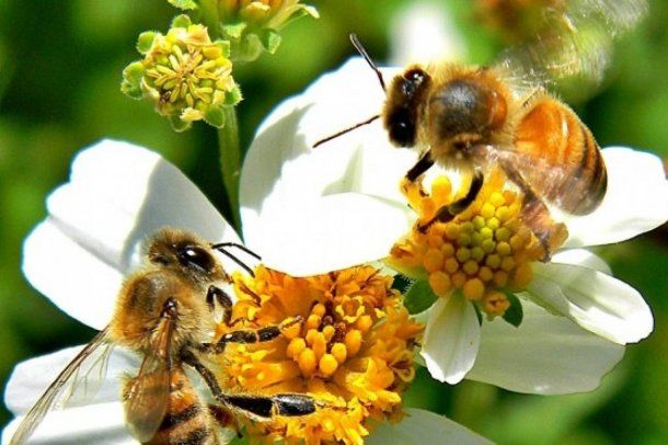 Día Mundial De Las Abejas ¿por Qué Son Importantes Para La Humanidad 