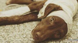 El cachorro Chocolate agonizó casi ocho días El cachorro Chocolate agonizó casi ocho días