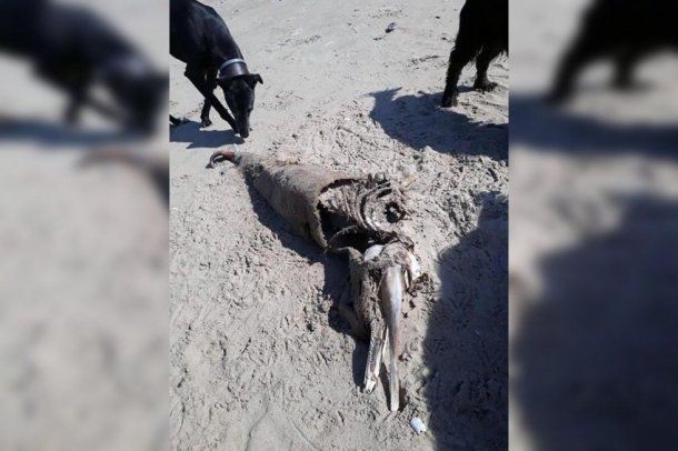 Este es el animal que encontraron en la costa de Gales