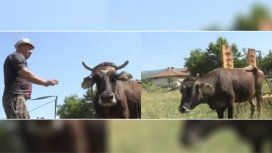 ¡Insólito! Quieren sacrificar a una vaca porque pasó un alambrado y cambió de país ¡Insólito! Quieren sacrificar a una vaca porque pasó un alambrado y cambió de país
