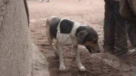 Rambo fue rescatado pero además le indicó a los bomberos dónde estaban sus dueños Rambo fue rescatado pero además le indicó a los bomberos dónde estaban sus dueños