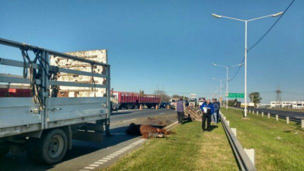 El caballo tiraba de una carreta sin conductor