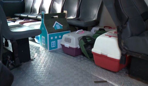 Así se llevaban a los gatos los efectivos