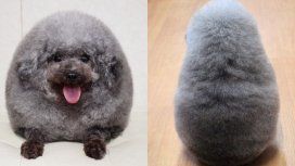 Llevaron a su perro a la peluquería y se viralizó por su look Llevaron a su perro a la peluquería y se viralizó por su look