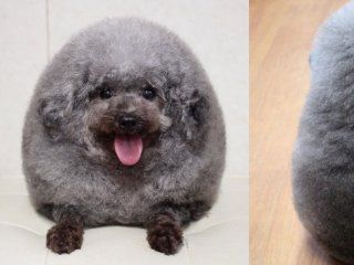 llevaron a su perro a la peluqueria y se viralizo por su look llevaron a su perro a la peluqueria y se viralizo por su look