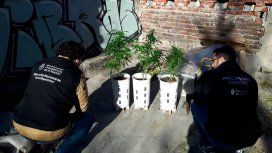 Desarticularon a los Masterchef: cultivaban marihuana gourmet y la vendían en redes sociales Desarticularon a los Masterchef: cultivaban marihuana gourmet y la vendían en redes sociales