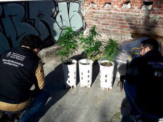 desarticularon a los masterchef: cultivaban marihuana gourmet y la vendian en redes sociales desarticularon a los masterchef: cultivaban marihuana gourmet y la vendian en redes sociales