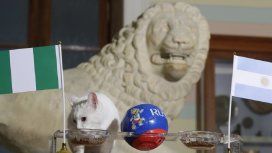 El gato Aquiles pronosticó que Argentina queda afuera del Mundial El gato Aquiles pronosticó que Argentina queda afuera del Mundial