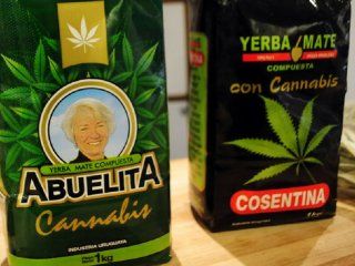 Uruguay venderá yerba mate con cannabis Uruguay venderá yerba mate con cannabis