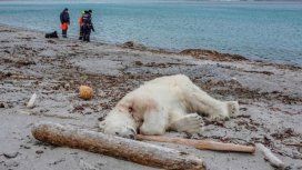Noruega: mataron a un oso polar que atacó a un guía turístico Noruega: mataron a un oso polar que atacó a un guía turístico