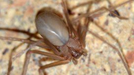 Loxosceles se llama la especie de araña conocida como del rincón Loxosceles se llama la especie de araña conocida como del rincón