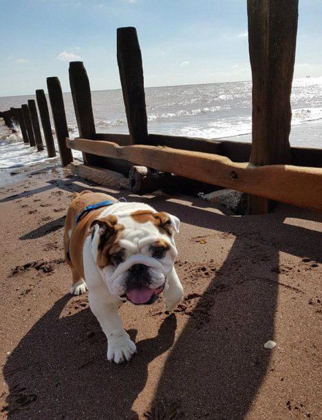 Bullet, el perro con sonrisa