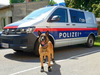 La policía canina de Zúrich, en Suiza, anda en botas por el calor del asfalto La policía canina de Zúrich, en Suiza, anda en botas por el calor del asfalto