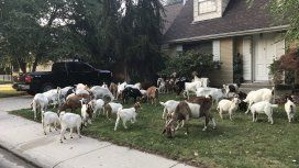 Se escaparon de su dueño y cortaron el pasto de todo el barrio Se escaparon de su dueño y cortaron el pasto de todo el barrio