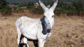 Santiago del Estero: tres nenes violaron a un burro Santiago del Estero: tres nenes violaron a un burro