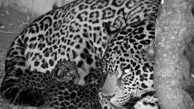Luego de 70 años nacieron dos cachorros de yaguareté en Iberá Luego de 70 años nacieron dos cachorros de yaguareté en Iberá
