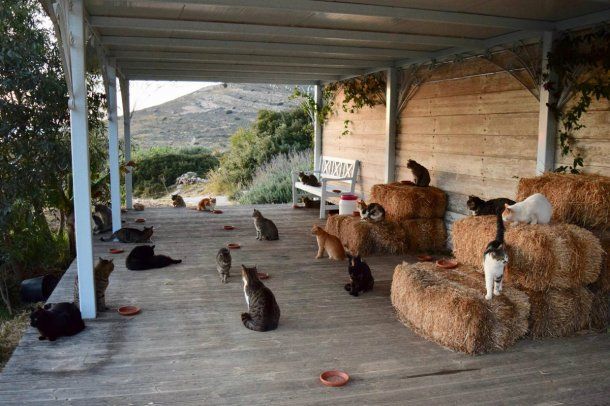 ¿Te gustan los gatos? Ofrecen trabajo como cuidador de 55 felinos