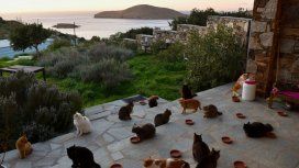 Los bellos atardeceres en el mar Egeo se aprecian mejor con compañía felina Los bellos atardeceres en el mar Egeo se aprecian mejor con compañía felina
