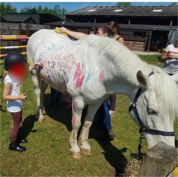 Pintan caballos en fiestas de cumpleaños