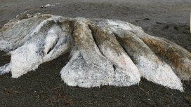 El monstruo marino podría ser el cadáver de un calamar, o algo muy distinto y único en su especie El monstruo marino podría ser el cadáver de un calamar, o algo muy distinto y único en su especie