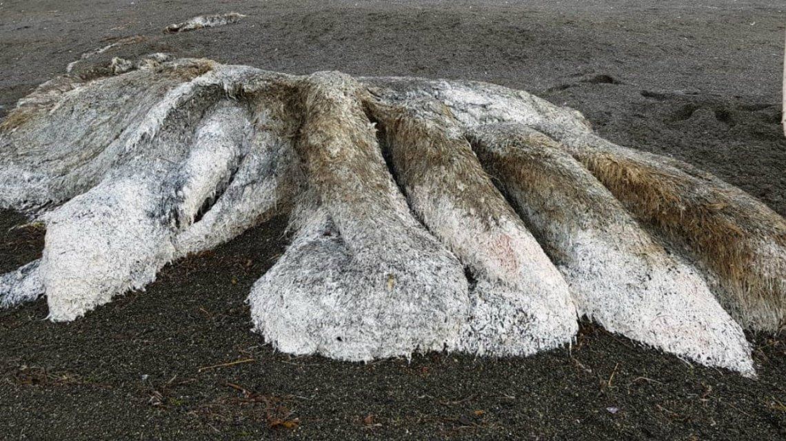 Resultado de imagen para monstruo peludo playa