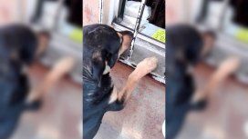 El perro Cabrón aprendió a pedir plata para comprar comida El perro Cabrón aprendió a pedir plata para comprar comida