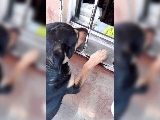 El perro Cabrón aprendió a pedir plata para comprar comida El perro Cabrón aprendió a pedir plata para comprar comida