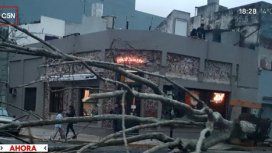 ¡De milagro no ocurrió una tragedia! Se desplomó un enorme árbol en Palermo ¡De milagro no ocurrió una tragedia! Se desplomó un enorme árbol en Palermo