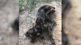 Champ sobrevivió de milagro; su ex dueña lo quería matar de hambre Champ sobrevivió de milagro; su ex dueña lo quería matar de hambre