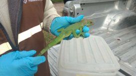 Iguanas, pitones y pájaros eran algunos de los animales exóticos que comercializaba Iguanas, pitones y pájaros eran algunos de los animales exóticos que comercializaba