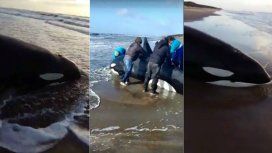Así quedó la orca en la Costa Atlántica Así quedó la orca en la Costa Atlántica
