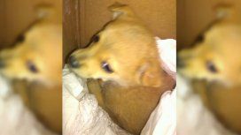 Escuchó llorar a un perrito en el camión de basura Escuchó llorar a un perrito en el camión de basura