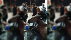 Córdoba: salvaron a un caballo que se desplomó en medio de la calle Córdoba: salvaron a un caballo que se desplomó en medio de la calle
