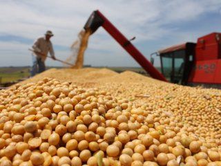 se desploma el precio internacional de la soja y complica a la argentina se desploma el precio internacional de la soja y complica a la argentina