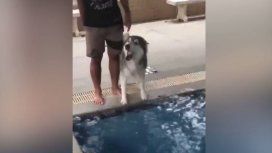 Un siberiano se volvió viral por el miedo que tenía de tirarse a la pileta Un siberiano se volvió viral por el miedo que tenía de tirarse a la pileta