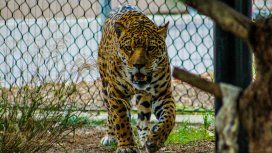 Un jaguar estuvo varias horas perdido tras escaparse del zoológico de Mérida Un jaguar estuvo varias horas perdido tras escaparse del zoológico de Mérida