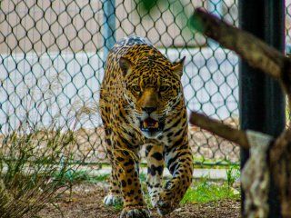 Un jaguar estuvo varias horas perdido tras escaparse del zoológico de Mérida Un jaguar estuvo varias horas perdido tras escaparse del zoológico de Mérida