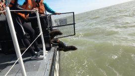 Los lobos marinos fueron equipados con dispositivos que permitirán descubrir qué sucede con su alimento Los lobos marinos fueron equipados con dispositivos que permitirán descubrir qué sucede con su alimento