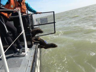 Los lobos marinos fueron equipados con dispositivos que permitirán descubrir qué sucede con su alimento Los lobos marinos fueron equipados con dispositivos que permitirán descubrir qué sucede con su alimento