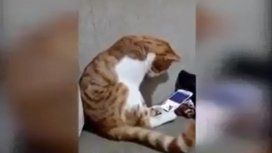 La verdad detrás de la conmovedora reacción de un gato al ver a su dueño muerto La verdad detrás de la conmovedora reacción de un gato al ver a su dueño muerto