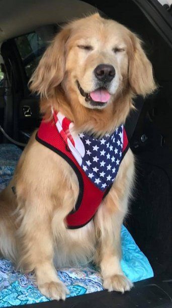 Un perro, elegido como alcalde de Idyllwild, California - Crédito: Facebook Mayor Max