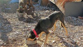 Lo condenaros por maltratar a sus cuatro perros Lo condenaros por maltratar a sus cuatro perros