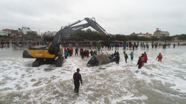 Ballena varada en Mar del Tuyú - Crédito: Mundo Marino<br>